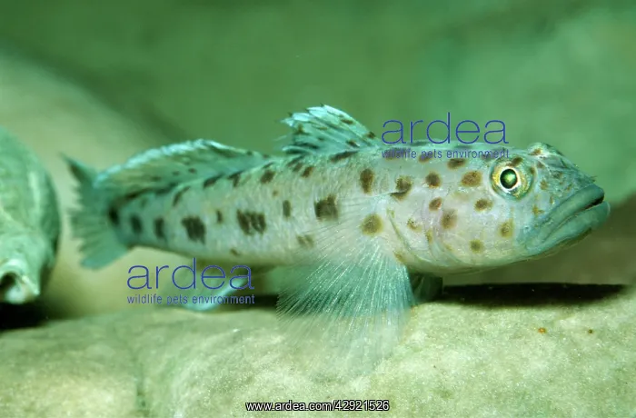 : TWO-SPOT GOBY - UK MARINE : TWO-SPOT GOBY - UK MARINE