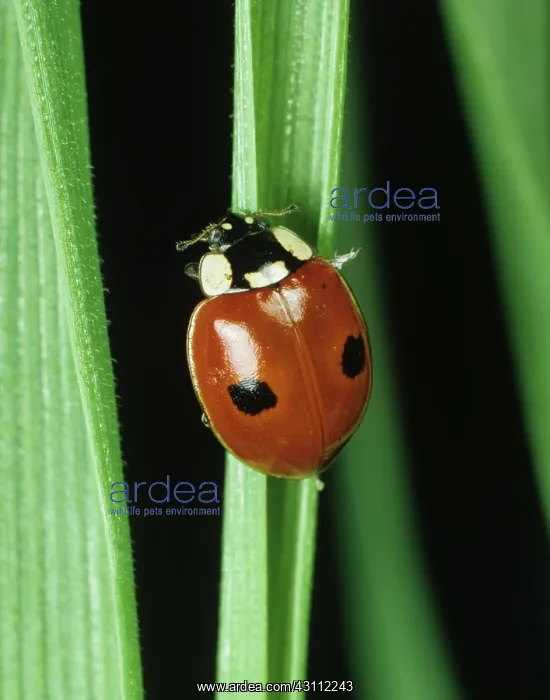 : Two-spot ladybird : Two-spot ladybird