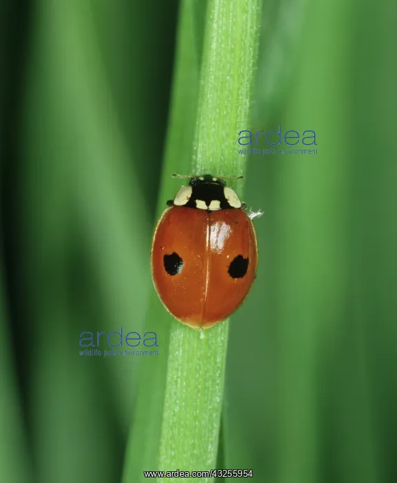 : Two-spot Ladybird (Adalia bipunctata) : Two-spot Ladybird (Adalia bipunctata)