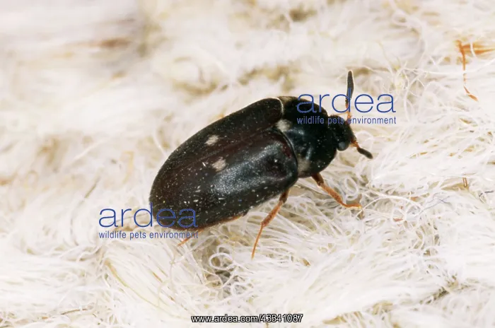 : Two-Spotted Carpet / Museum BEETLE - adult : Two-Spotted Carpet / Museum BEETLE - adult