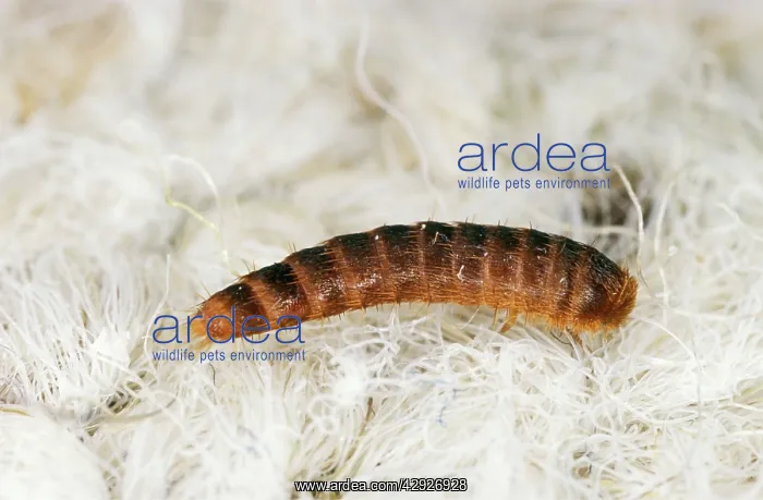 : Two-Spotted Carpet / Museum BEETLE - larvae, feeding : Two-Spotted Carpet / Museum BEETLE - larvae, feeding