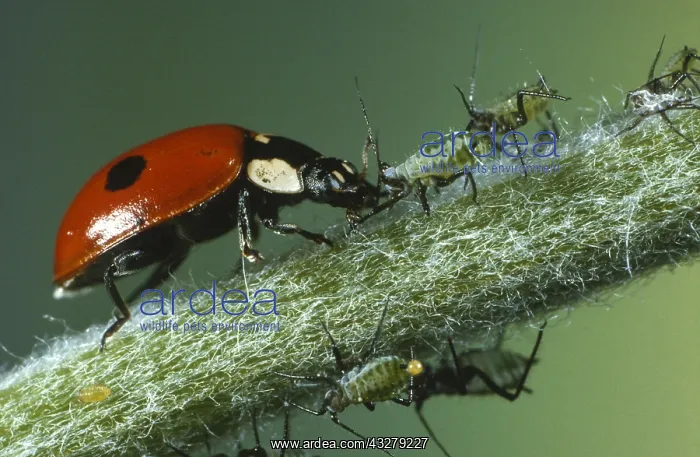: Two-spotted Ladybeetle (Adalia bipunctata) on a : Two-spotted Ladybeetle (Adalia bipunctata) on a