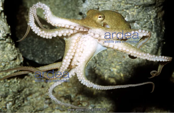: Two-spotted OCTOPUS : Two-spotted OCTOPUS