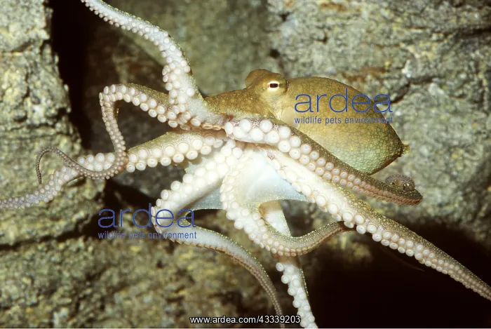  : TWO-SPOTTED OCTOPUS showing suckers on underside