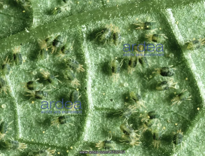 : Two-spotted spider mites : Two-spotted spider mites