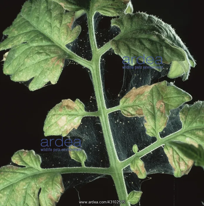  : Two-spotted spider mites