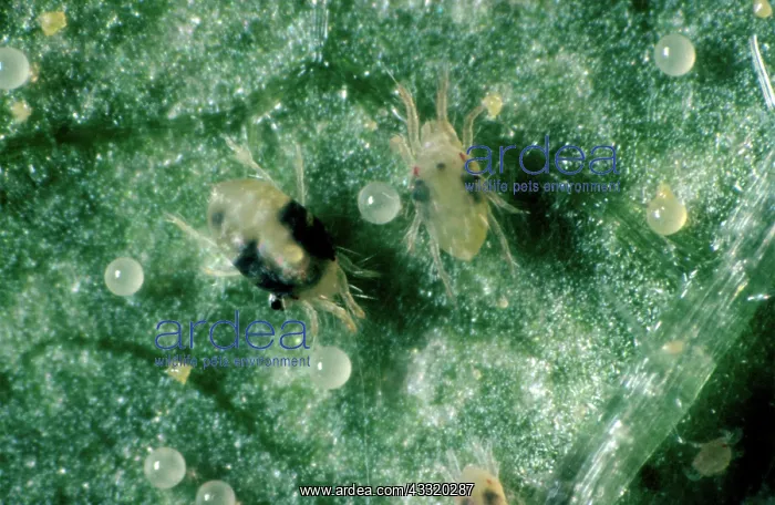 : Two-spotted spider mites : Two-spotted spider mites