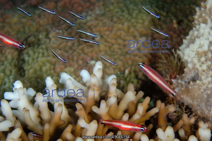 : Two-stripe Dwarfgobies with juveniles by coral : Two-stripe Dwarfgobies with juveniles by coral