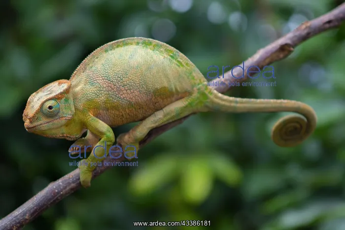 : Two-striped chameleon (Furcifer balteatus), female : Two-striped chameleon (Furcifer balteatus), female