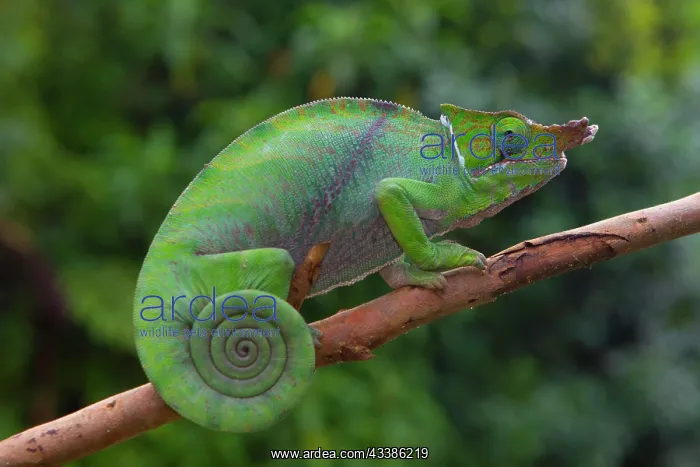 : Two-striped chameleon (Furcifer balteatus), male : Two-striped chameleon (Furcifer balteatus), male