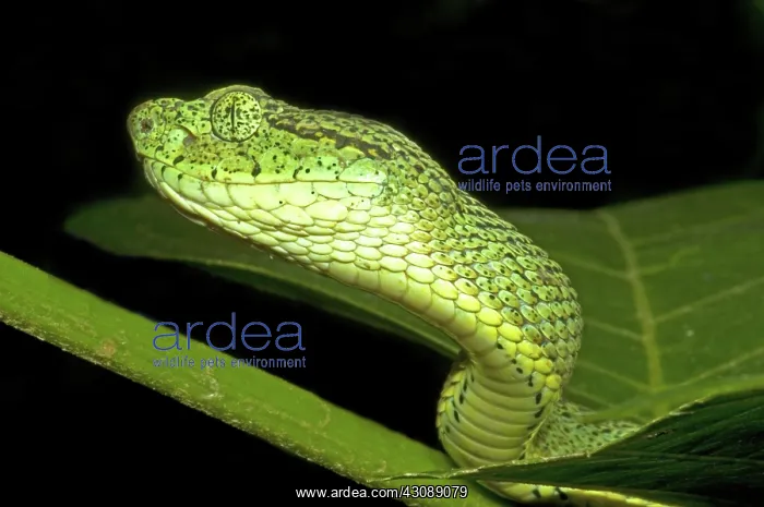 : Two-Striped Forest Pit Viper : Two-Striped Forest Pit Viper