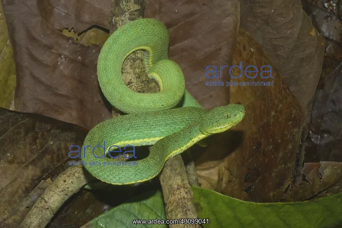 : Two-striped Forest Pit Viper : Two-striped Forest Pit Viper