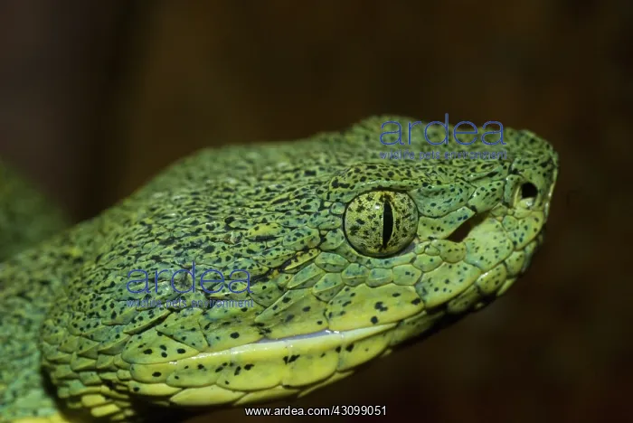 : Two-striped Forest Pit Viper : Two-striped Forest Pit Viper