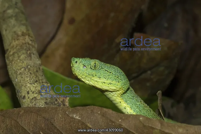: Two-striped Forest Pit Viper : Two-striped Forest Pit Viper