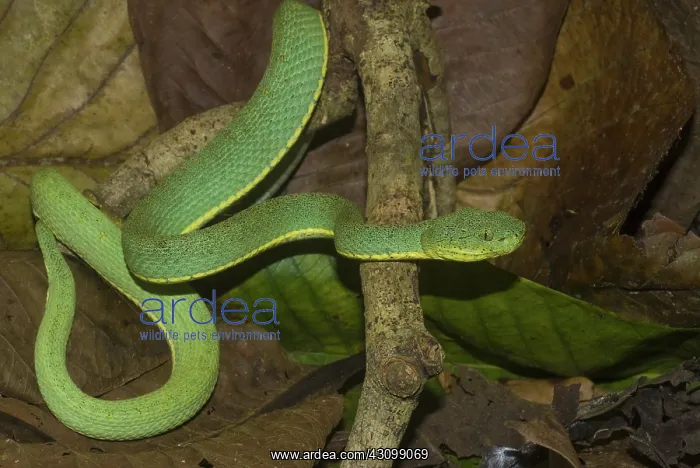 : Two-striped Forest Pit Viper : Two-striped Forest Pit Viper