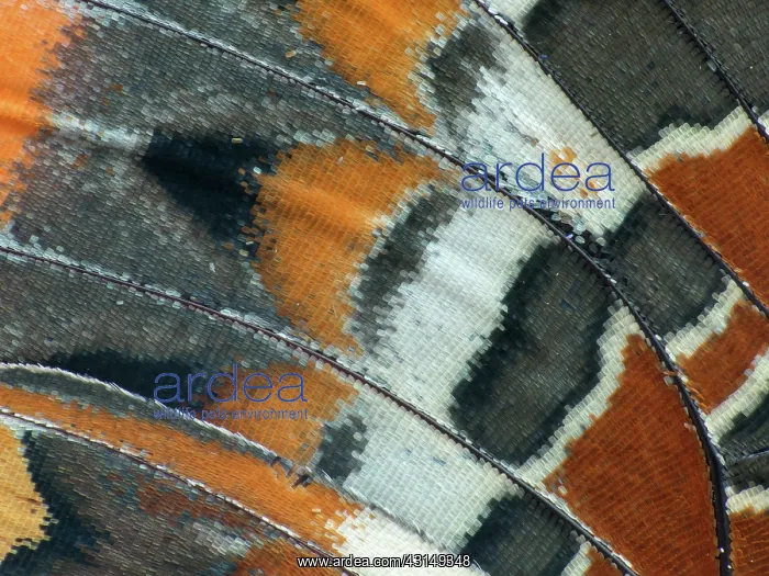 : Two-tailed Pasha : Two-tailed Pasha