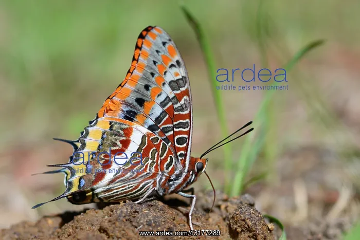 : Two-tailed Pasha (Charaxes jasius) on decaying Pears : Two-tailed Pasha (Charaxes jasius) on decaying Pears