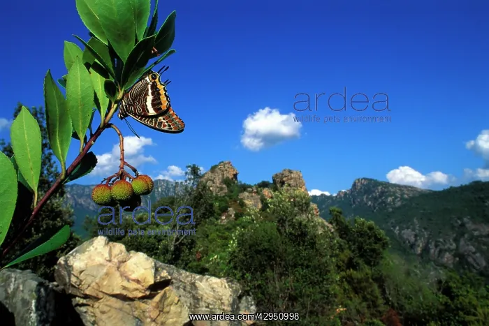 : Two-tailed Pasha / Foxy Charaxes : Two-tailed Pasha / Foxy Charaxes