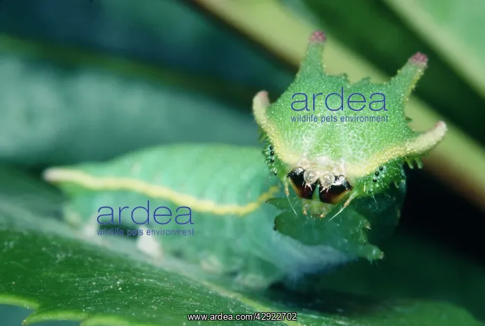 : Two-tailed / Twin-tailed PASHA BUTTERFLY - caterpillar : Two-tailed / Twin-tailed PASHA BUTTERFLY - caterpillar