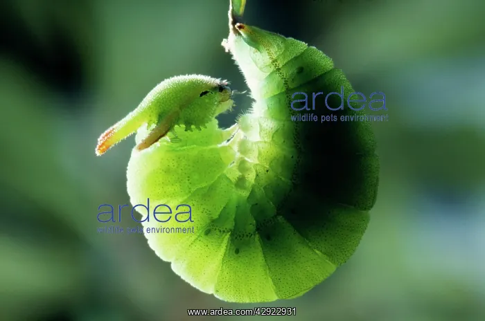 : Two-tailed / Twin-tailed PASHA BUTTERFLY - larva : Two-tailed / Twin-tailed PASHA BUTTERFLY - larva
