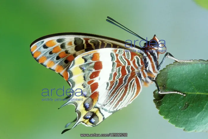 : Two-tailed / Twin-tailed PASHA BUTTERFLY - on leaf : Two-tailed / Twin-tailed PASHA BUTTERFLY - on leaf