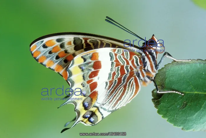 : Two-tailed / Twin-tailed PASHA BUTTERFLY - on leaf : Two-tailed / Twin-tailed PASHA BUTTERFLY - on leaf
