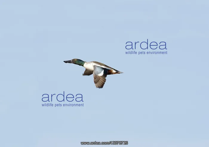 : Two-Toed Amphiuma : Two-Toed Amphiuma