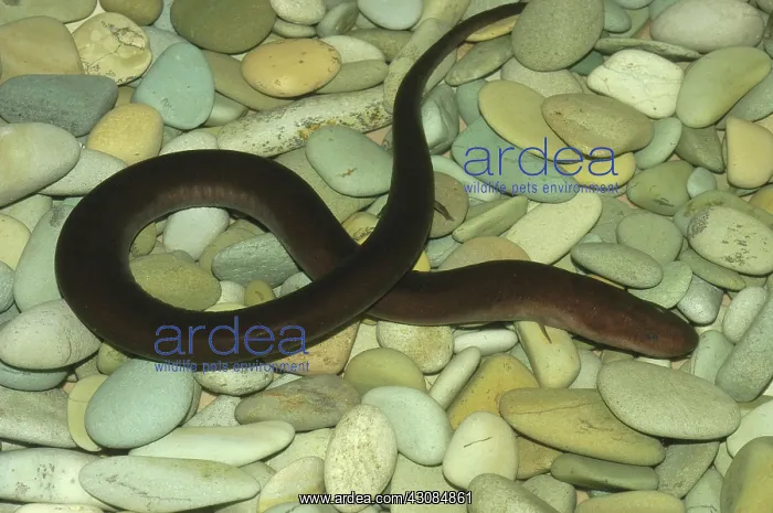 : Two-toed Amphiuma : Two-toed Amphiuma
