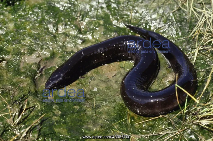 : Two-toed Amphiuma (Amphiuma means) : Two-toed Amphiuma (Amphiuma means)