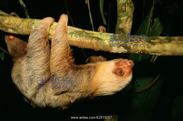: Two-Toed / HoffmanIs SLOTH : Two-Toed / HoffmanIs SLOTH