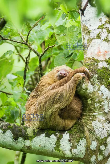 : Two-toed Sloth : Two-toed Sloth