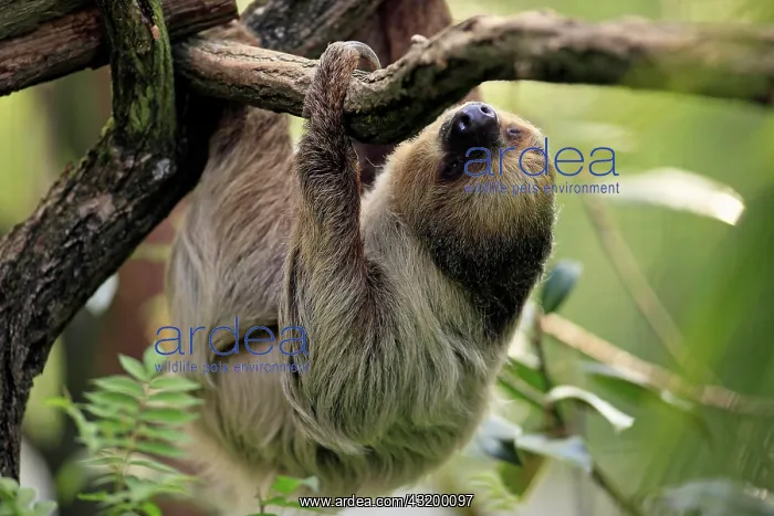 : Two-toed Sloth (Chloepus didactylus), adult in a : Two-toed Sloth (Chloepus didactylus), adult in a