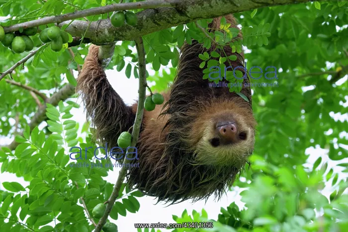 : Two-toed sloth, Choloepus didactylus : Two-toed sloth, Choloepus didactylus