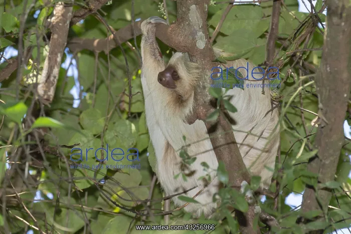 : Two-Toed Sloth (Choloepus hoffmanni), Dominical : Two-Toed Sloth (Choloepus hoffmanni), Dominical