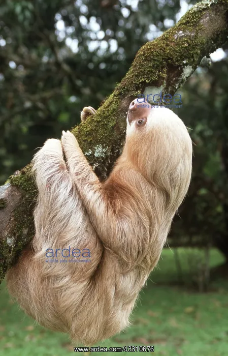 : TWO-TOED SLOTH - climbing branch : TWO-TOED SLOTH - climbing branch