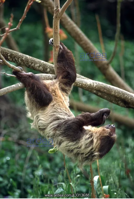 : TWO-TOED SLOTH - hanging from branch : TWO-TOED SLOTH - hanging from branch