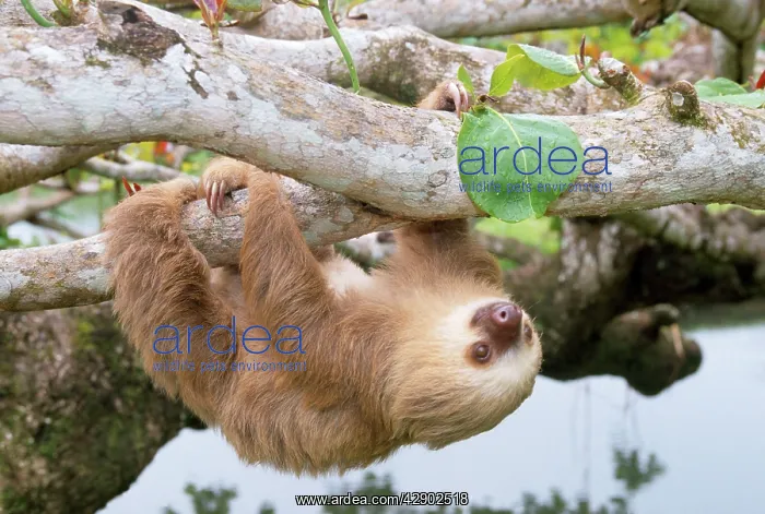 : Two-toed Sloth - hanging upside down : Two-toed Sloth - hanging upside down
