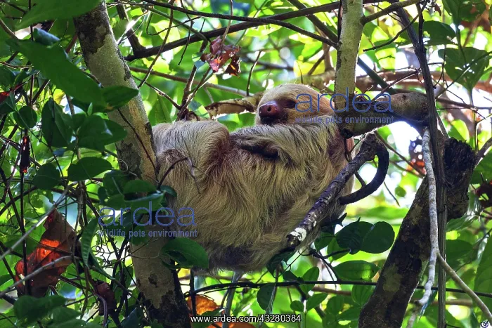 : Two-toed sloths (Choloepus) sleeps in the tree : Two-toed sloths (Choloepus) sleeps in the tree