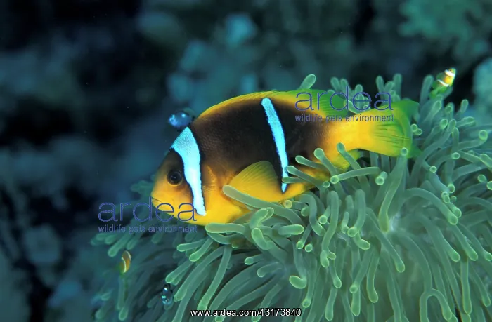 : Twoband anemonefish (Amphiprion bicinctus) in anemone : Twoband anemonefish (Amphiprion bicinctus) in anemone