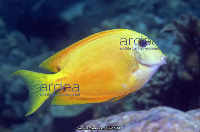 : Twospot Bristletooth - with xanthic colour morph : Twospot Bristletooth - with xanthic colour morph