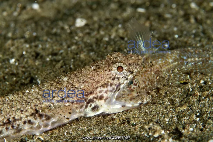 : Twospot Lizardfish - eating a Goby : Twospot Lizardfish - eating a Goby