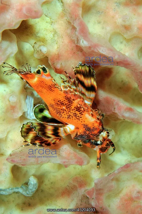 : Twospot turkeyfish (Dendrochirus biocellatus), Bali : Twospot turkeyfish (Dendrochirus biocellatus), Bali