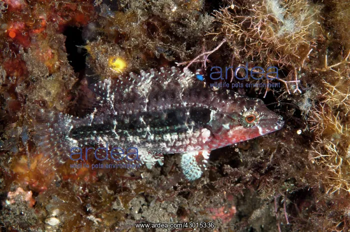 : Twospot Wrasse : Twospot Wrasse