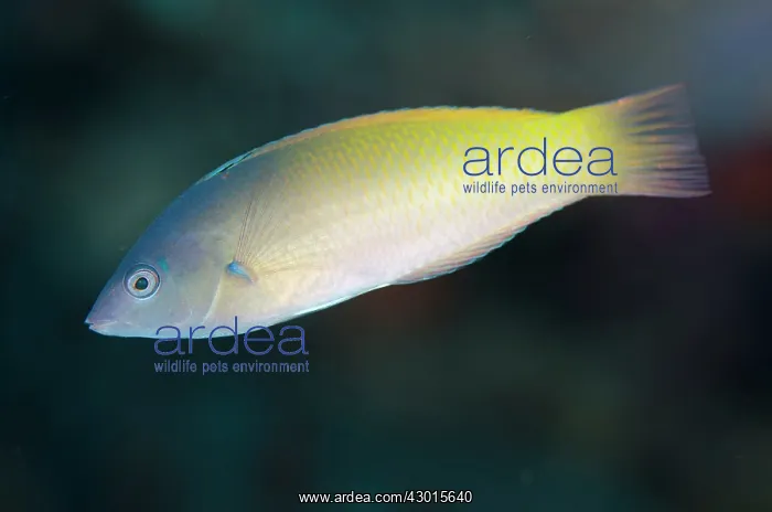 : Twospot Wrasse : Twospot Wrasse