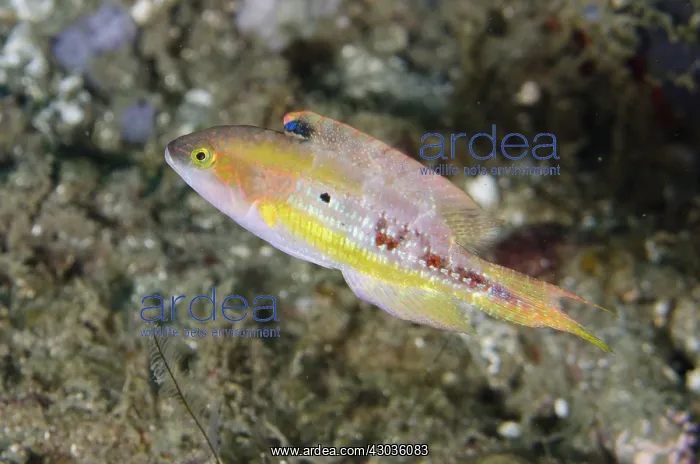  : Twospot Wrasse - aka Little Maori Wrasse, Doublespot