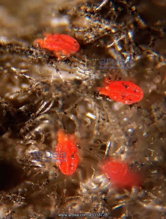 : Four Twospotted Spider Mite (Tetranychus urticae : Four Twospotted Spider Mite (Tetranychus urticae