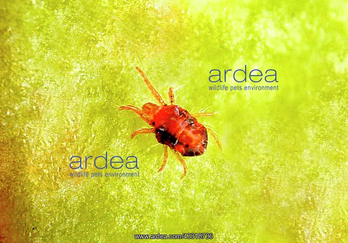: Twospotted Spider Mite (Tetranychus urticae) in : Twospotted Spider Mite (Tetranychus urticae) in