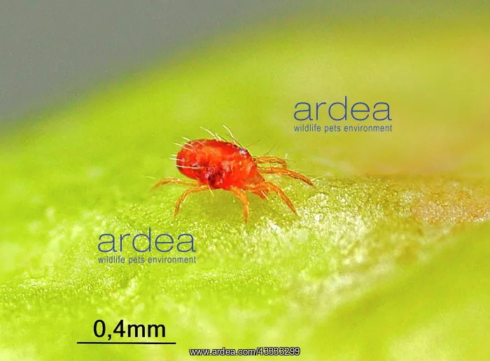 : Twospotted Spider Mite (Tetranychus urticae) in : Twospotted Spider Mite (Tetranychus urticae) in