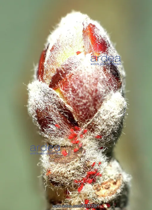: Twospotted Spider Mite (Tetranychus urticae) on : Twospotted Spider Mite (Tetranychus urticae) on