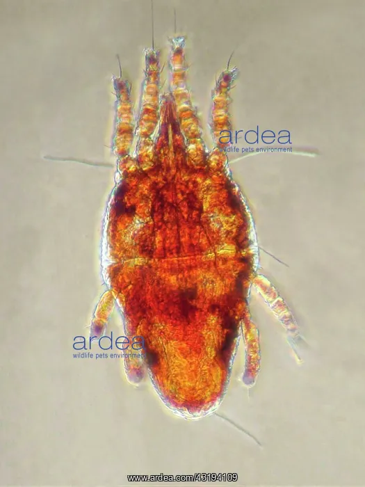 : Twospotted Spider Mite (Tetranychus urticae) captured : Twospotted Spider Mite (Tetranychus urticae) captured